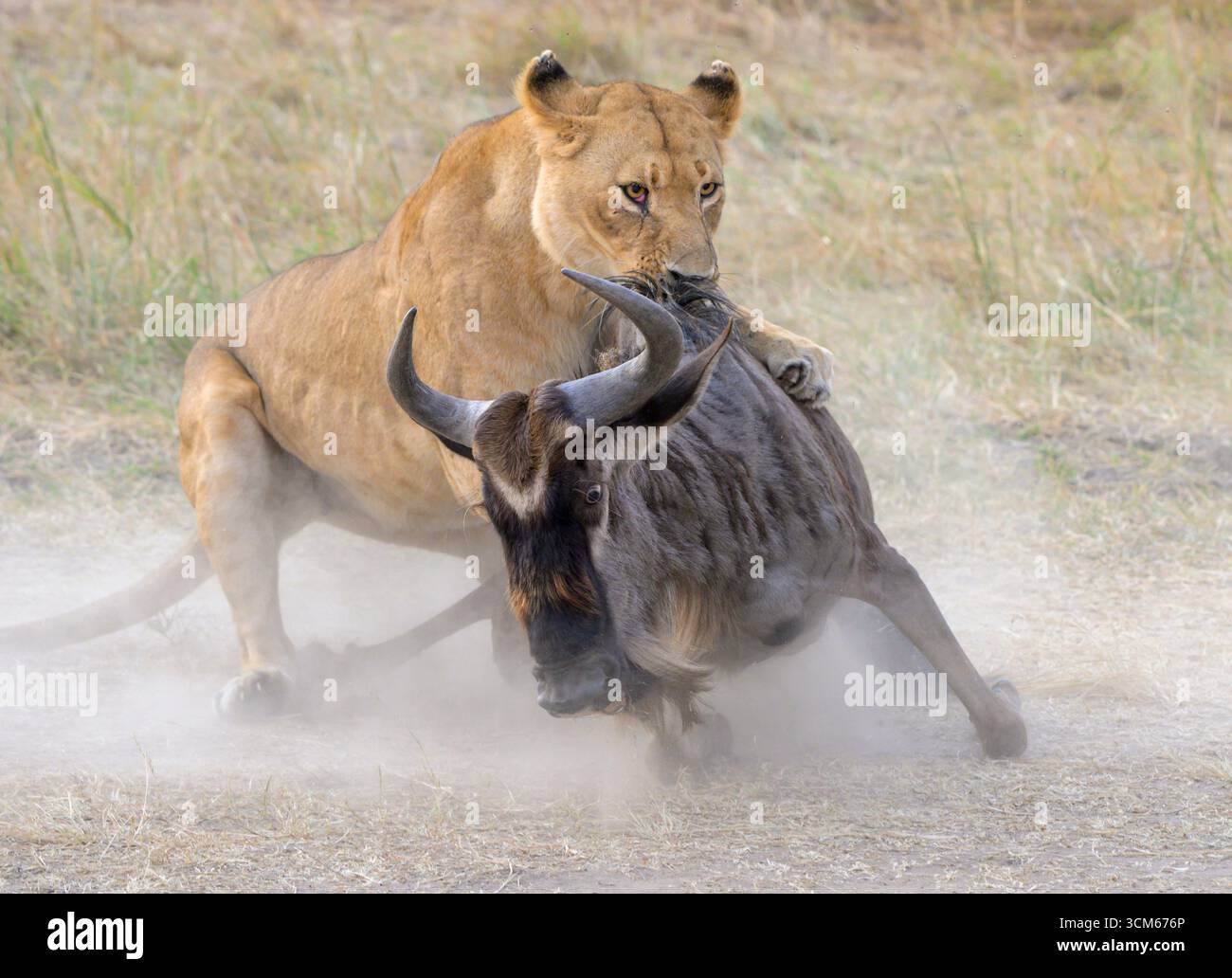 Lionne femelle lion africaine (Panthera leo) chassant et tuant un gnous bleu (Connochaetes taurinus), réserve nationale du Masai Mara, Kenya Banque D'Images