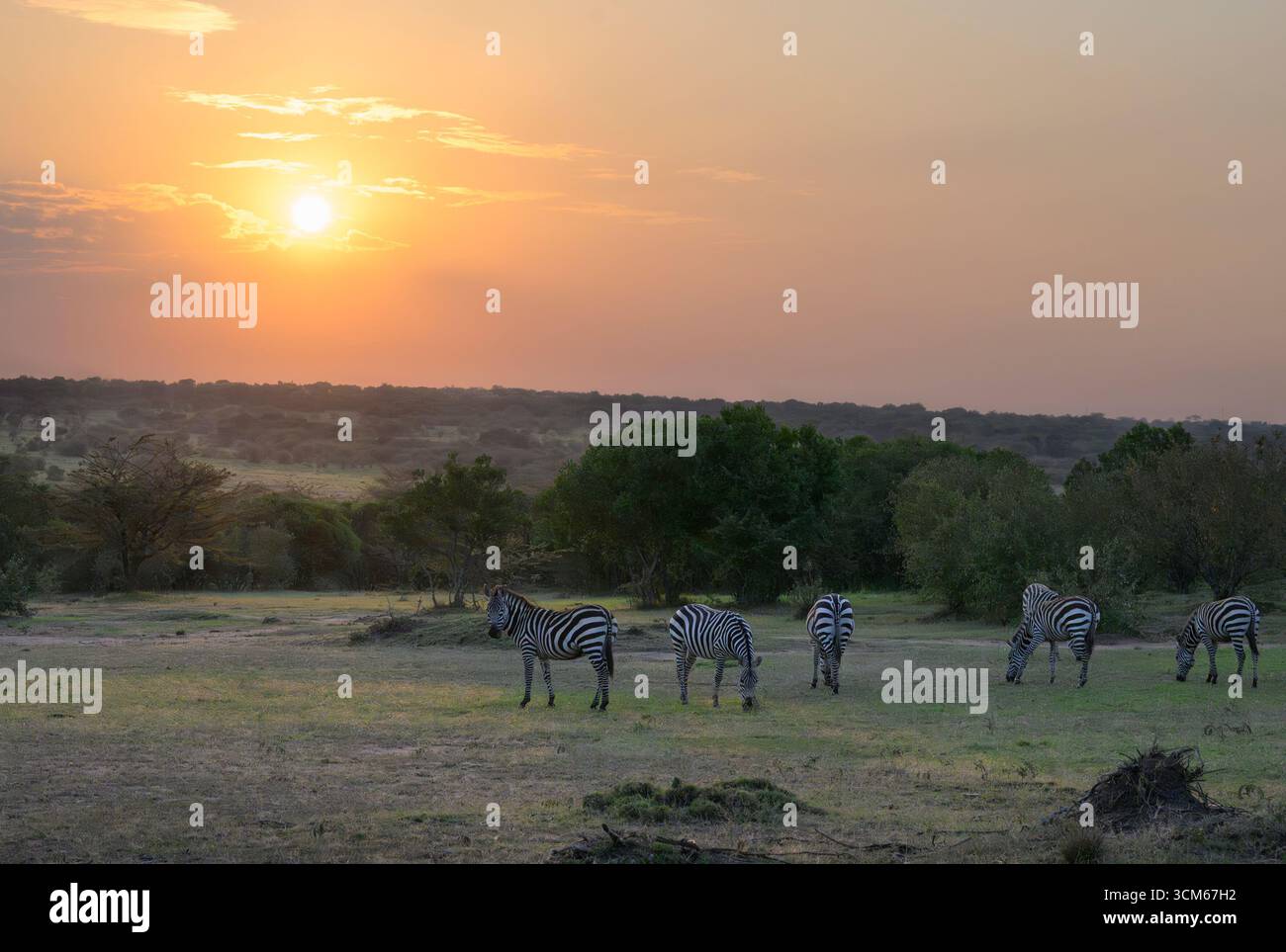Paysage de lever de soleil dans la savane avec des zèbres des plaines de pâturage (Equus quagga), près de la réserve nationale du Masai Mara, Kenya. Banque D'Images