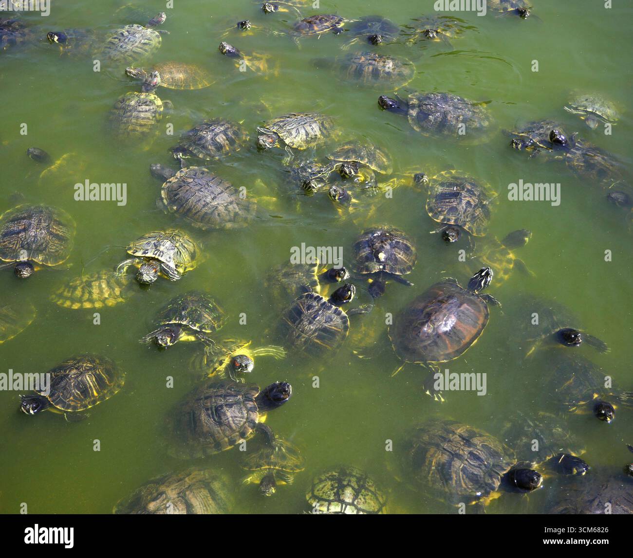 Une communauté de tortues sauvages. Banque D'Images