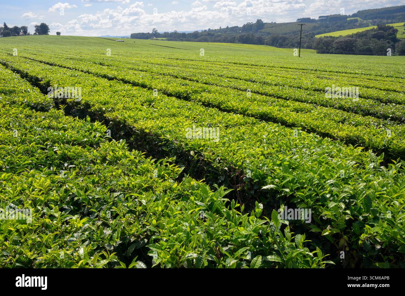 Plantation de thé sur les pentes des collines, comté de Kericho, Kenya. Banque D'Images
