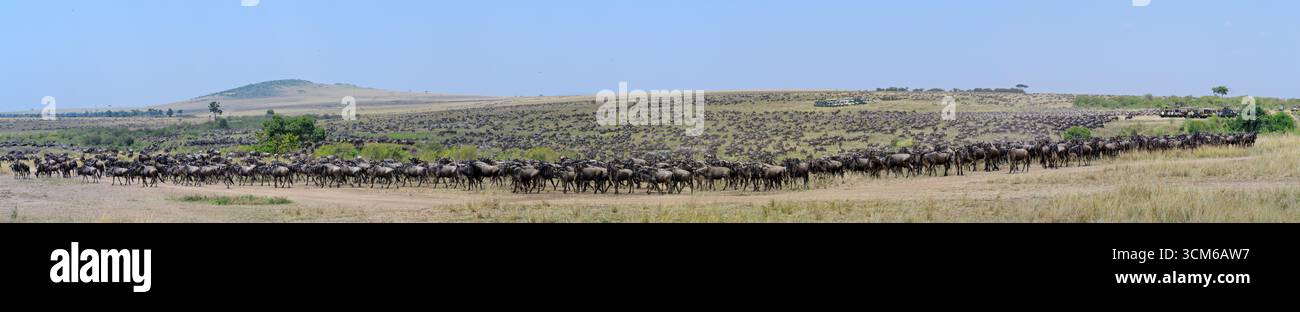 Grande migration des gnous (Connochaetes taurinus) dans l'écosystème Serenegeti. Animaux rassemblés avant de traverser la rivière Mara, Masai Mara NR, Kenya Banque D'Images