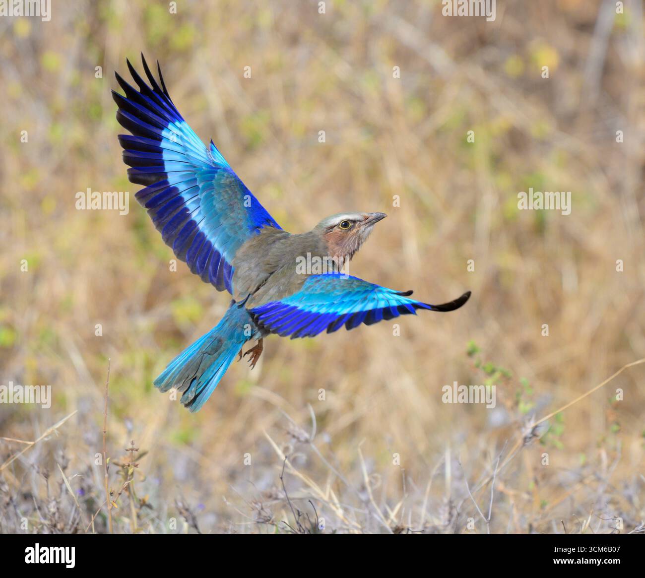 Rouleau à poitrine lilas (Coracias caudatus) survolant la savane, parc national de Tsavo East, Kenya. Banque D'Images