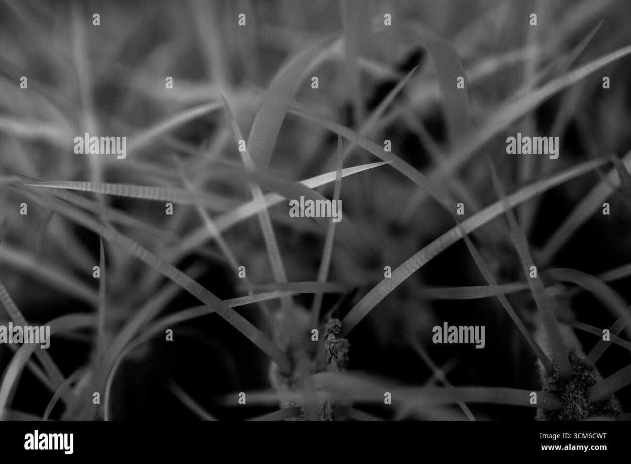 Texture des épines de Barrel Cactus en noir et blanc du parc national de Saguaro Banque D'Images