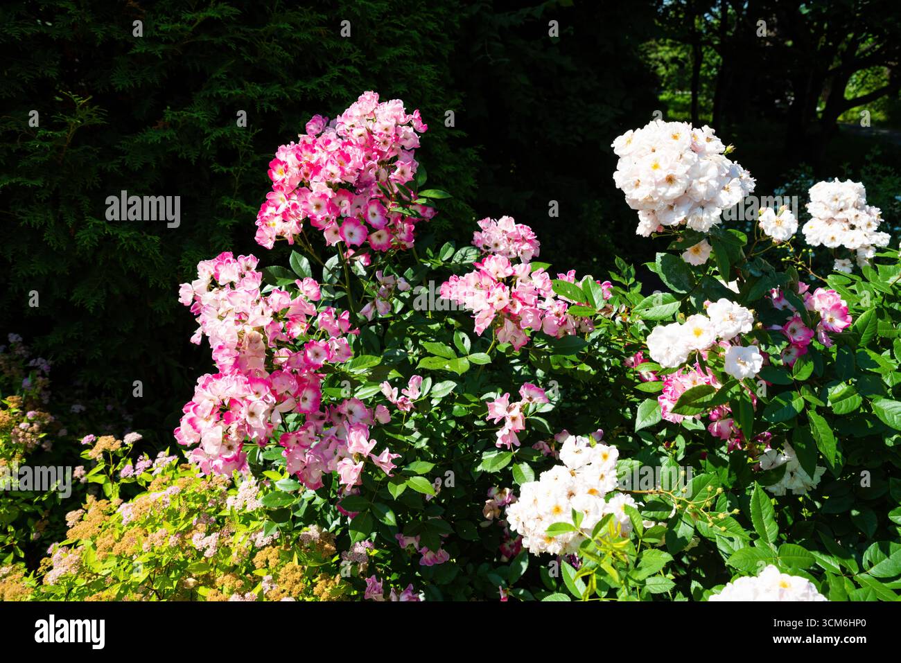 Rosa Mozart hybride musqué rosier avec des grappes de délicates fleurs roses et blanches, montrant un arbuste ornemental luxuriant dans un paysage vert vif. Banque D'Images