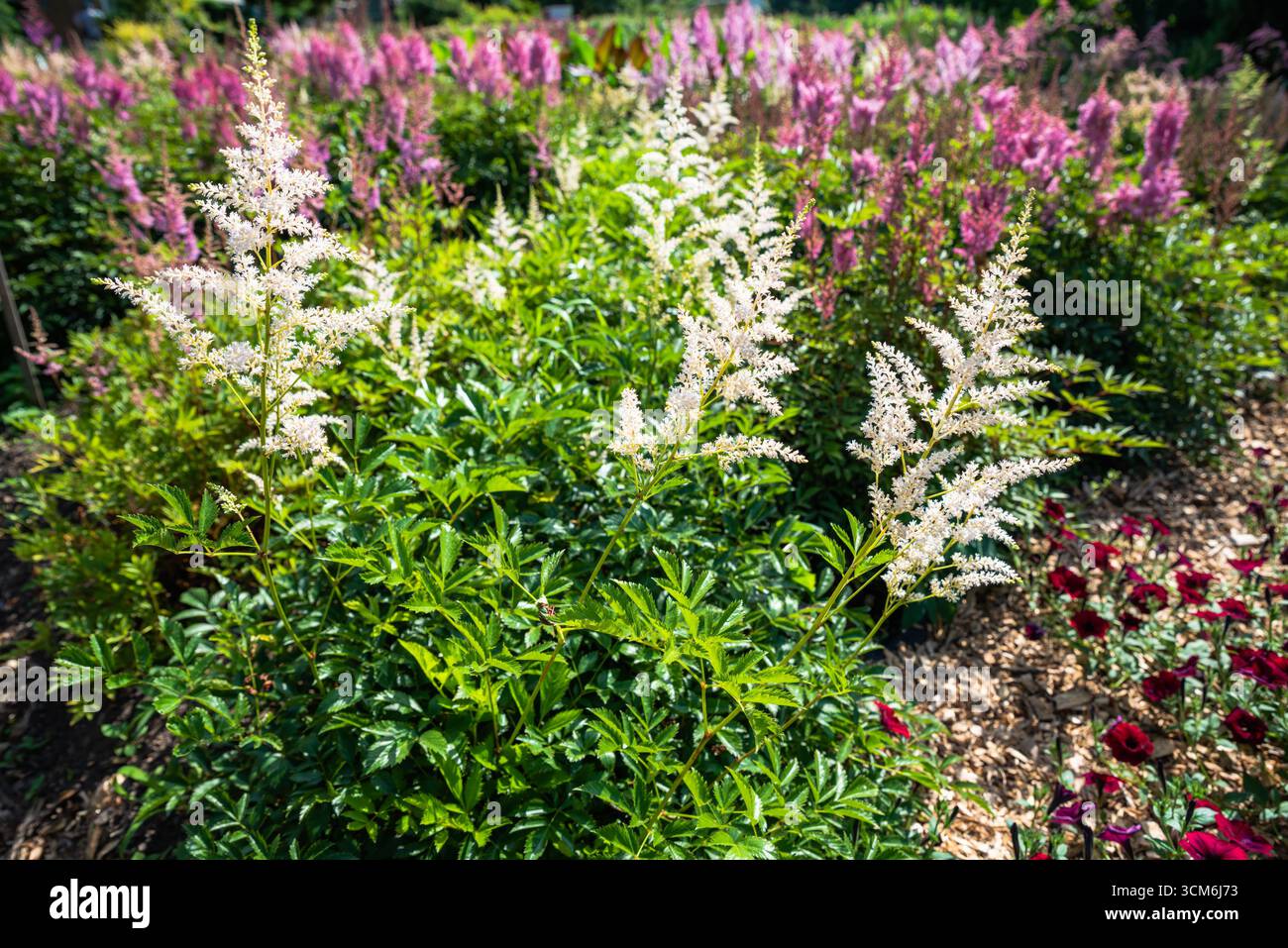 Panaches blancs de voile de mariée Astilbe fleurissant parmi un feuillage vert luxuriant dans un jardin ensoleillé avec des fleurs roses douces d'astilbe en arrière-plan. Banque D'Images