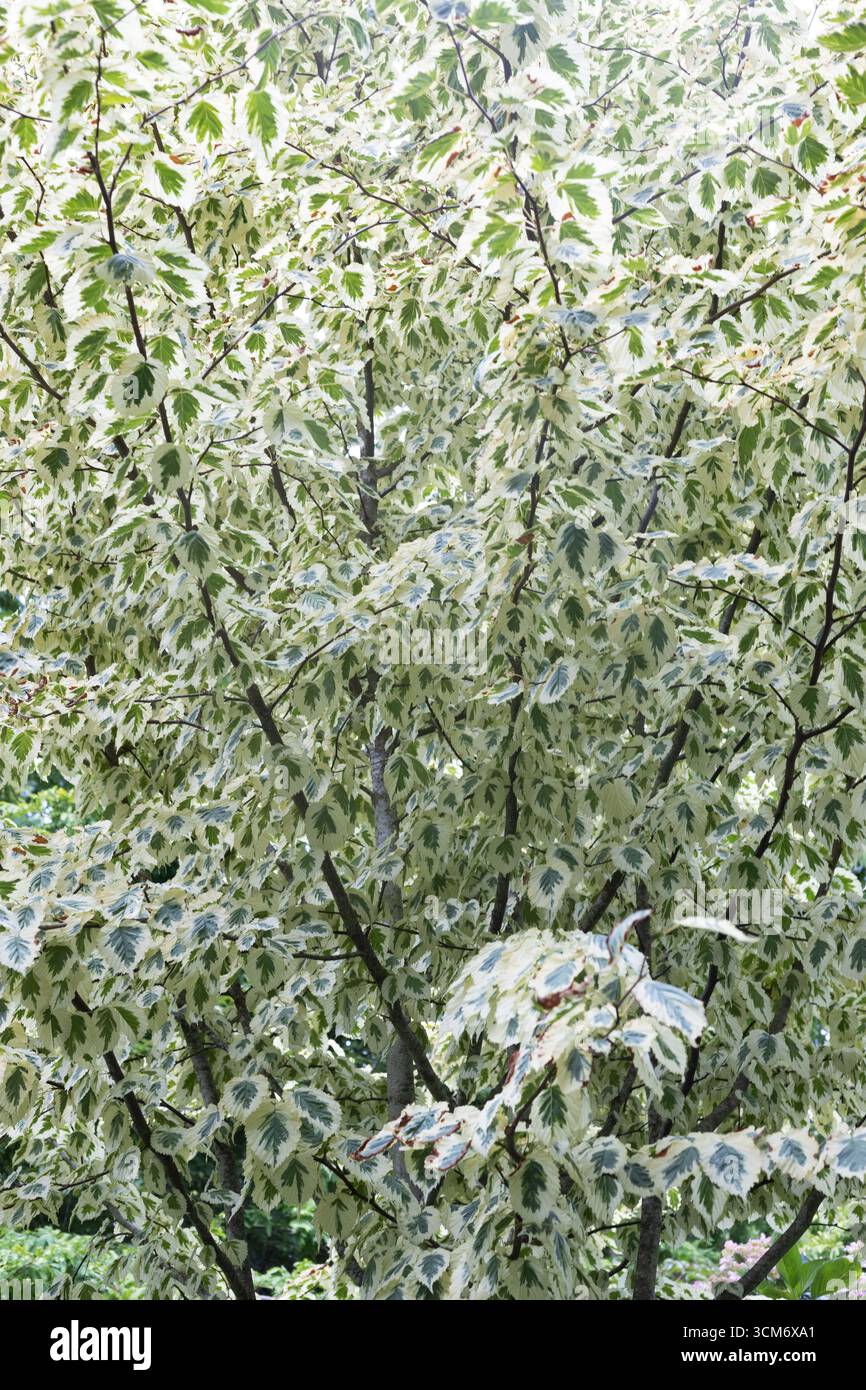 Colombe panachée Davidia involucrata 'Lady Sunshine'. Banque D'Images