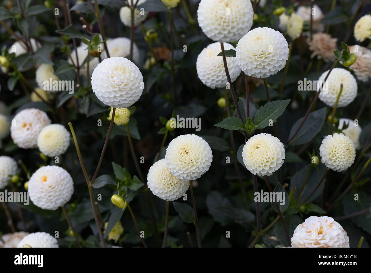 Fleurs de Dahlia 'Bowen'. Banque D'Images