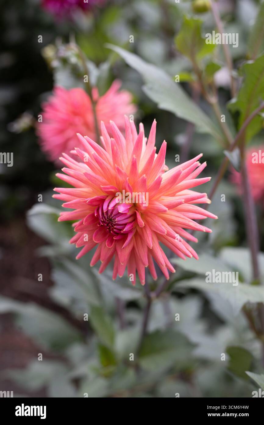 Fleurs de Dahlia 'Clearview Ginger'. Banque D'Images