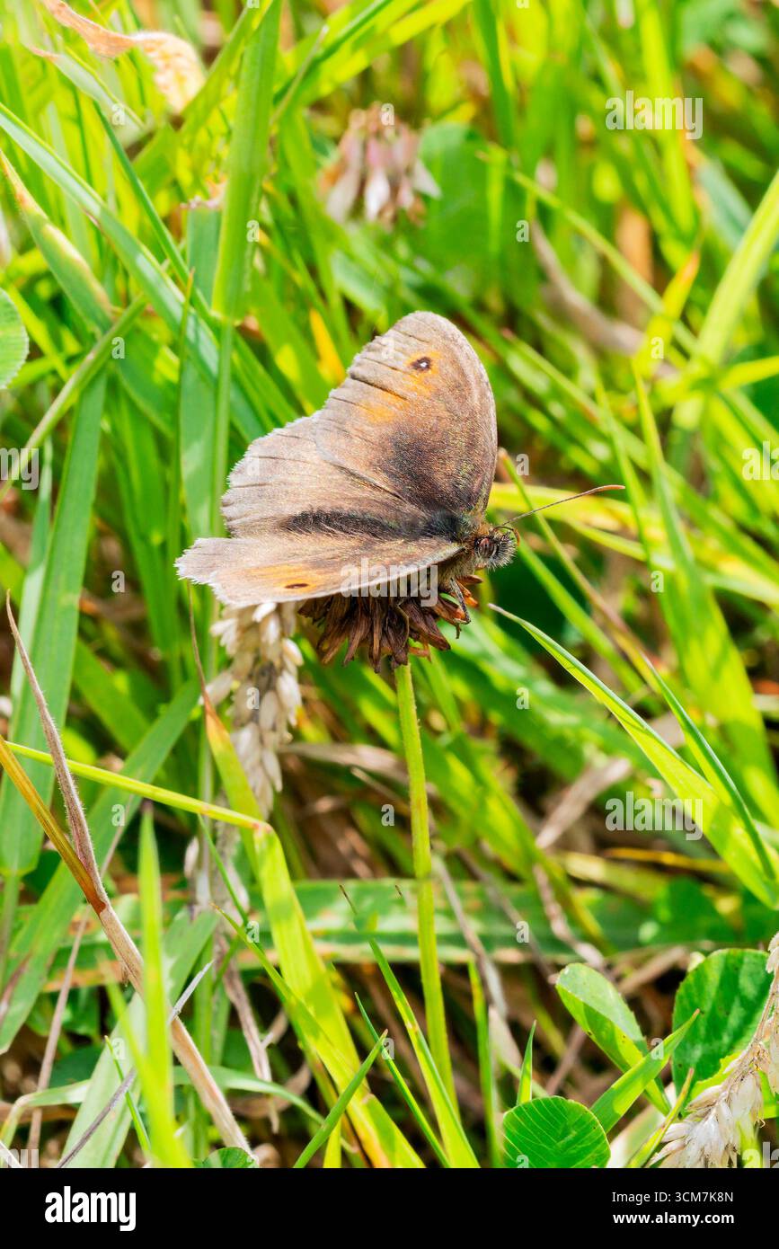 Meadow Brown Butterfly (Maniola jurtina) avec ses ailes repliées qui est un insecte brun volant au printemps et en été, photographie macro nature du beurre Banque D'Images