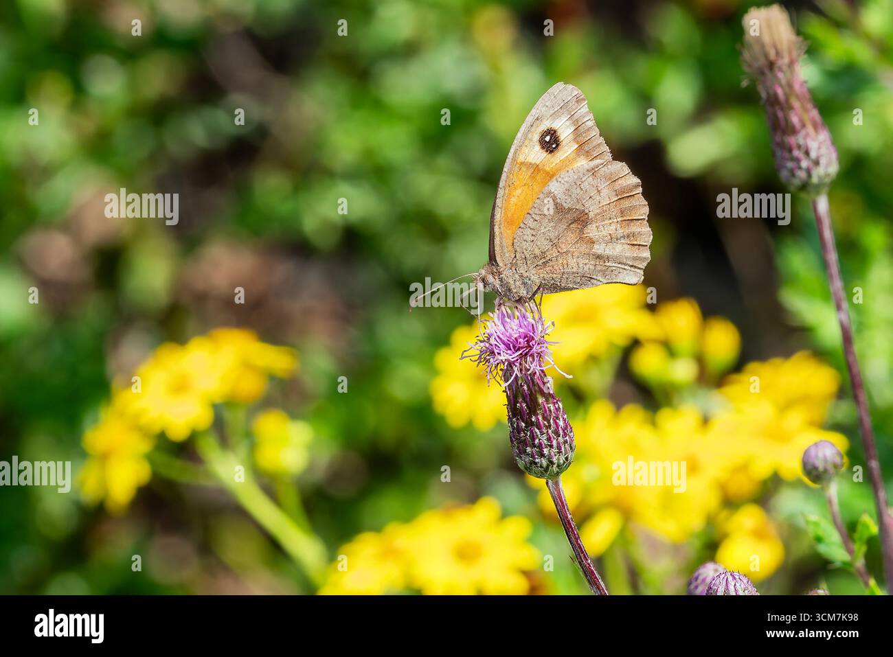 Meadow Brown Butterfly (Maniola jurtina) avec ses ailes repliées qui est un insecte brun volant au printemps et en été, photographie macro nature du beurre Banque D'Images