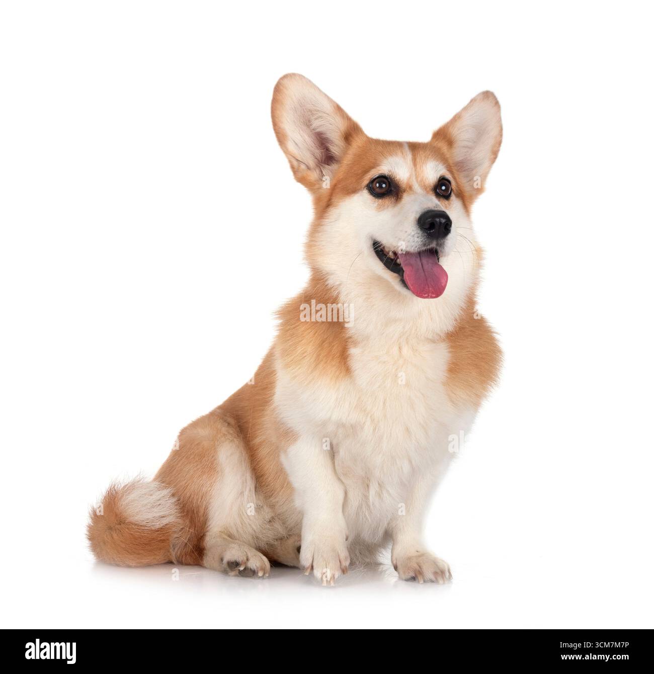 Pembroke Welsh Corgi devant un fond blanc Banque D'Images
