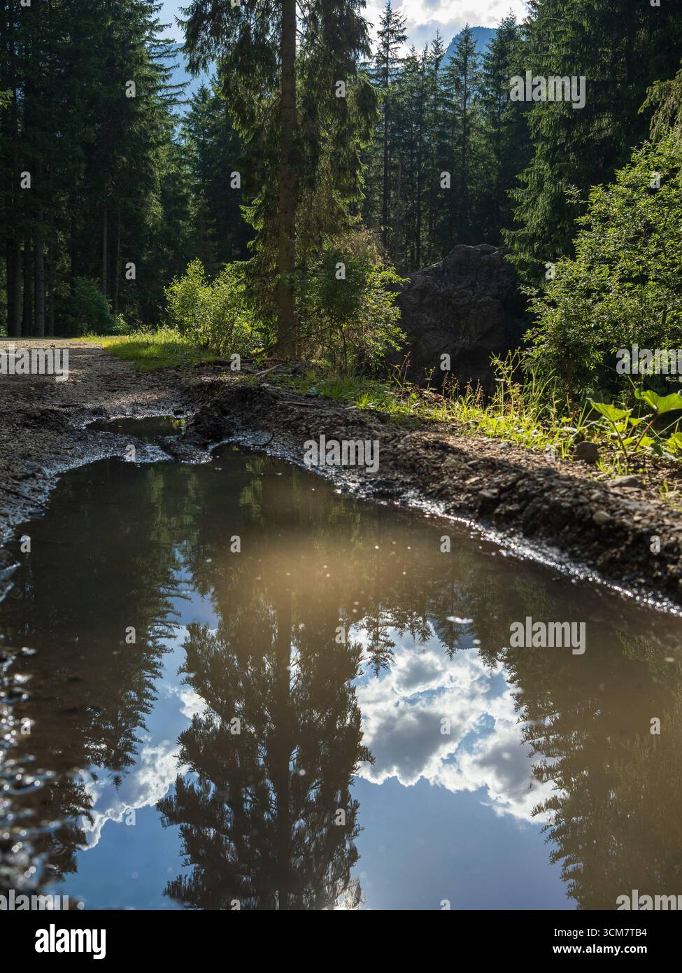Forest Puddle reflétant le ciel bleu. Banque D'Images