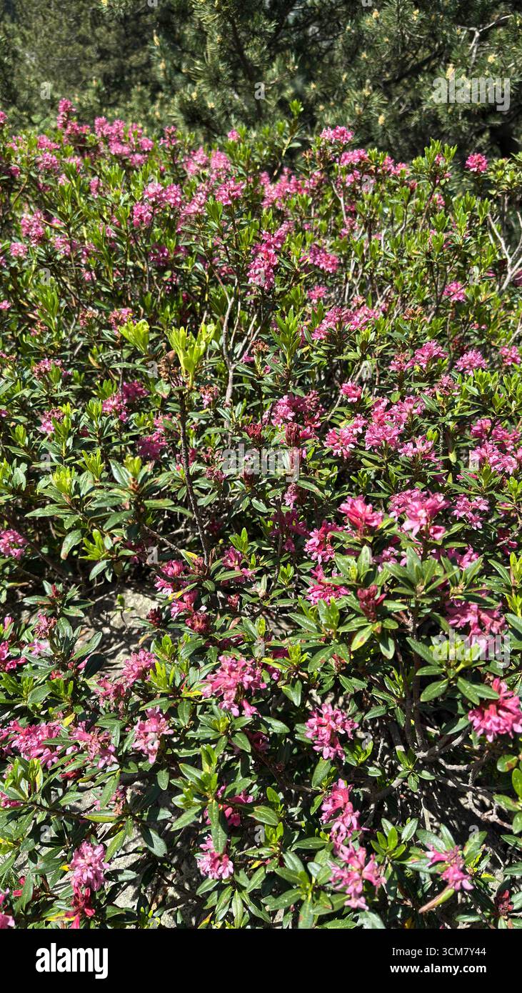 Rose alpine plante rhododendron fleurit rose en été Banque D'Images