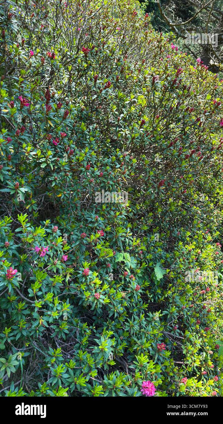 Rose alpine plante rhododendron fleurit rose en été Banque D'Images