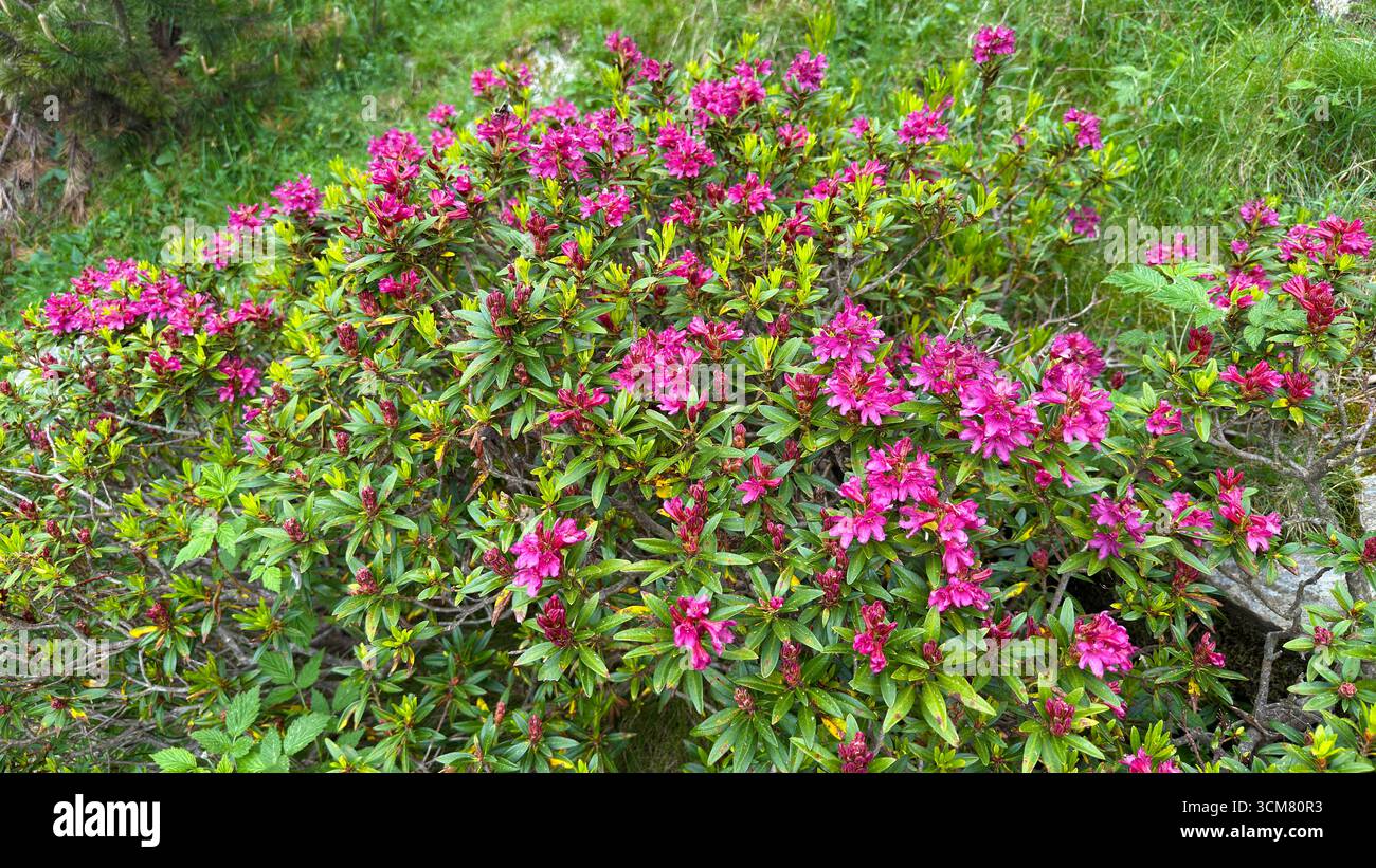 Rose alpine plante rhododendron fleurit rose en été Banque D'Images