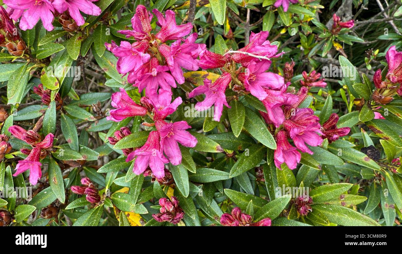 Rose alpine plante rhododendron fleurit rose en été Banque D'Images