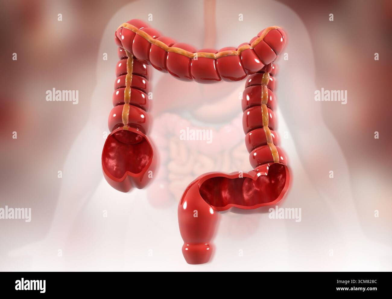 Colon humain, anatomie du gros intestin. illustration 3d. Banque D'Images