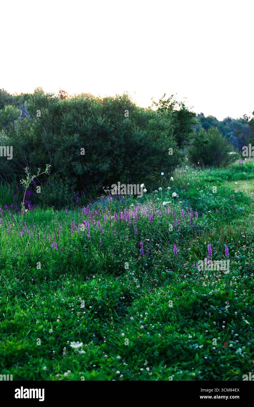 Champ de fleurs violettes en Croatie Banque D'Images
