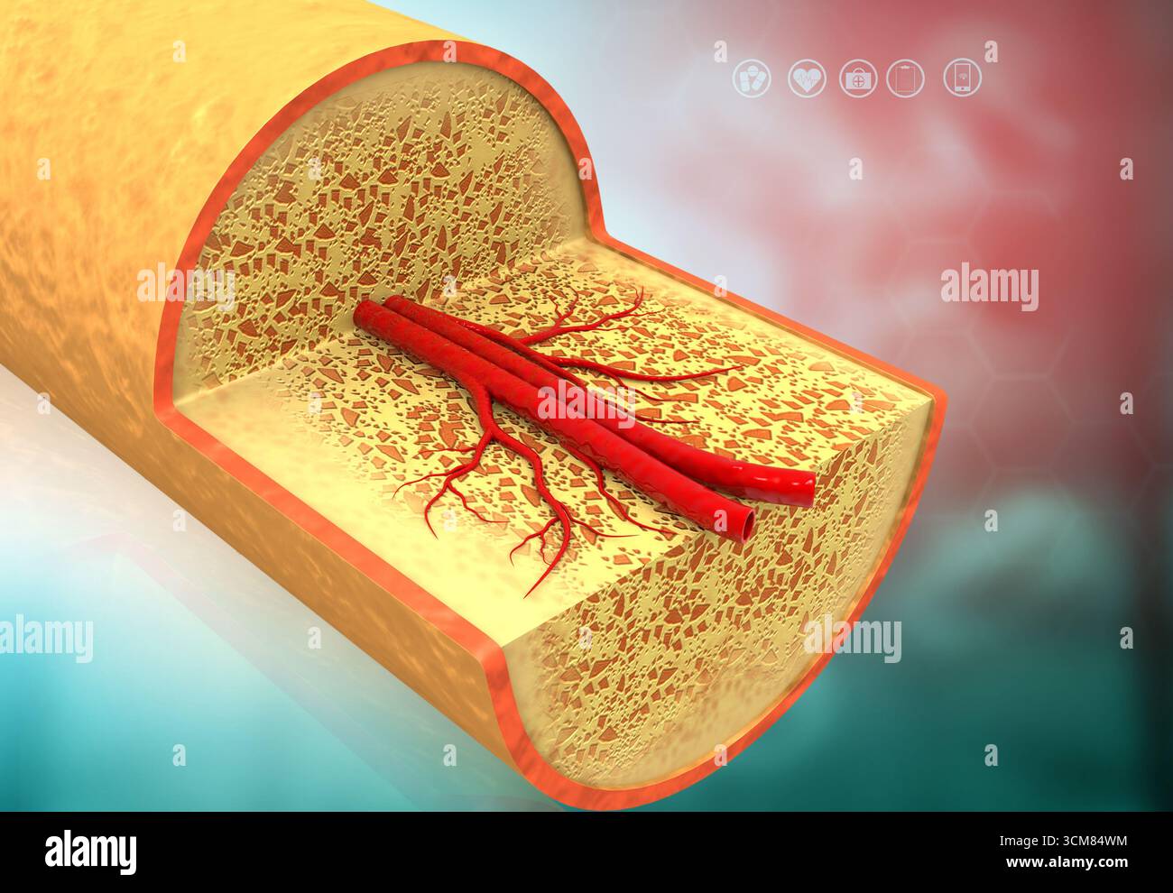 Anatomie en coupe transversale de l'os humain. illustration 3d. Banque D'Images