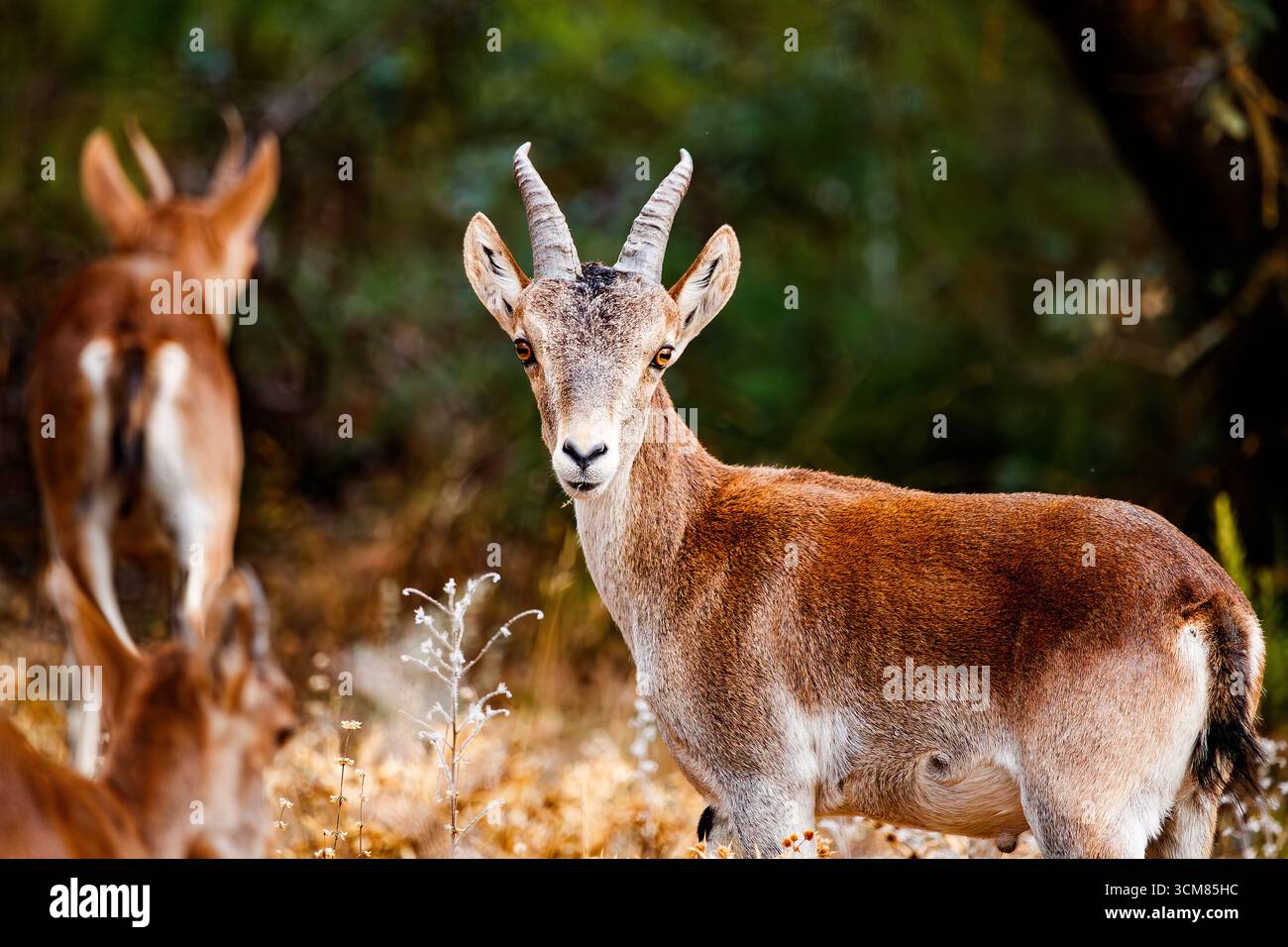 Un jeune Ibex regarde directement la caméra Banque D'Images