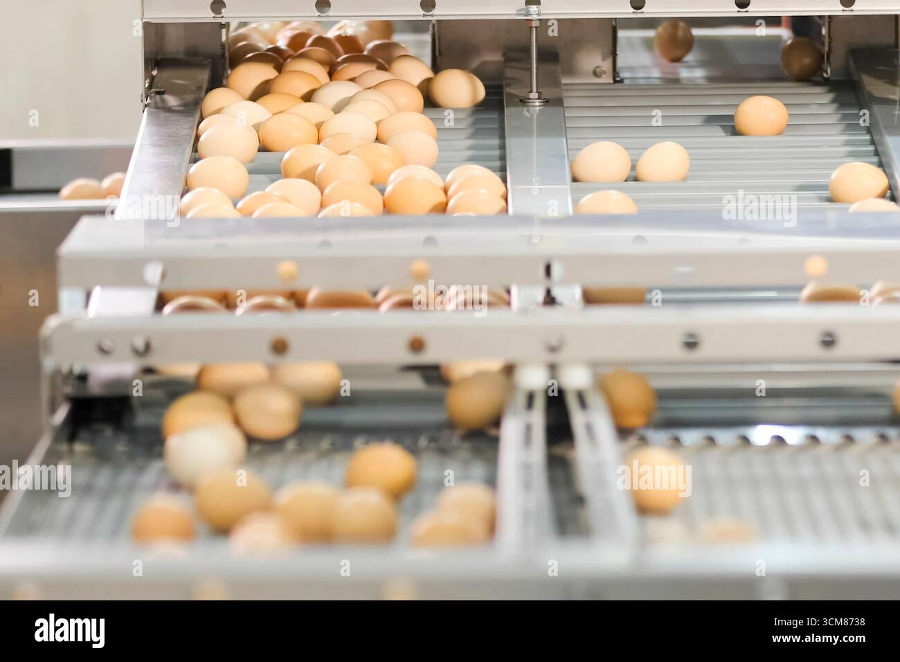 Oeufs de poule, sur la ligne de convoyeur à l'usine d'emballage d'oeufs. Banque D'Images