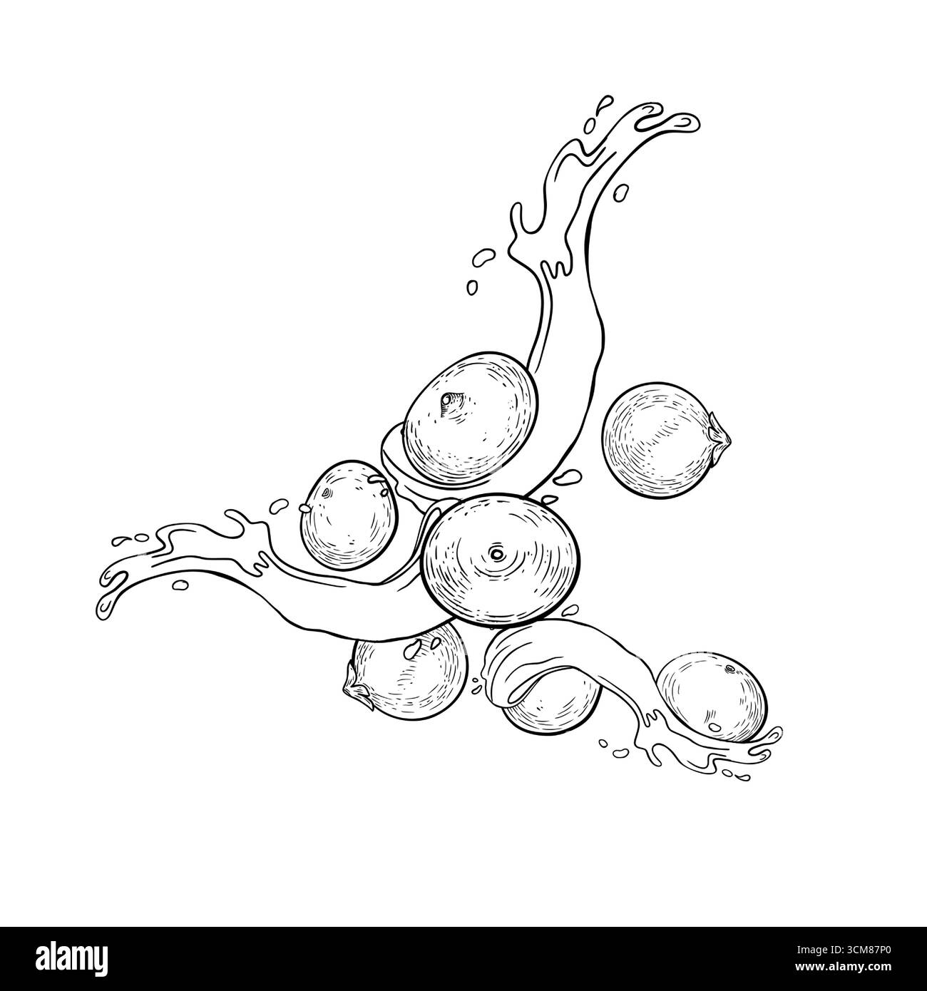 Composition de baies d'açai dans l'illustration aquarelle de bol en bois isolé sur blanc. Exotique amazonie petite lévitation de baies violettes et éclaboussures d'eau Illustration de Vecteur