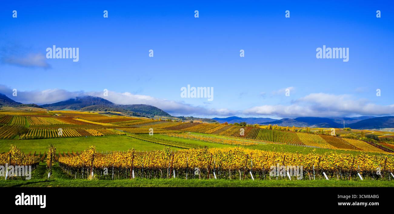 La plus belle vue sur le vignoble de 2020 dans le Palatinat. Un paysage avec des vignes près d'Ilbesheim. Nature le long de la Kleine Kalmit dans le Palatinat Banque D'Images