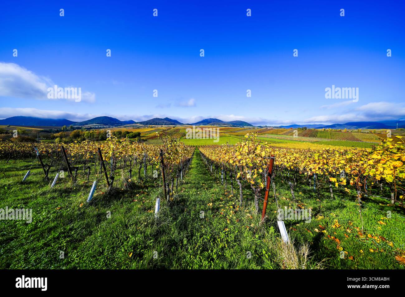 La plus belle vue sur le vignoble de 2020 dans le Palatinat. Un paysage avec des vignes près d'Ilbesheim. Nature le long de la Kleine Kalmit dans le Palatinat Banque D'Images