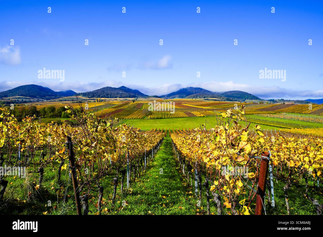 La plus belle vue sur le vignoble de 2020 dans le Palatinat. Un paysage avec des vignes près d'Ilbesheim. Nature le long de la Kleine Kalmit dans le Palatinat Banque D'Images