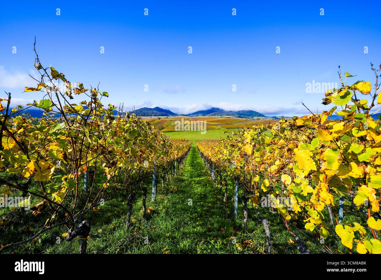 La plus belle vue sur le vignoble de 2020 dans le Palatinat. Un paysage avec des vignes près d'Ilbesheim. Nature le long de la Kleine Kalmit dans le Palatinat Banque D'Images