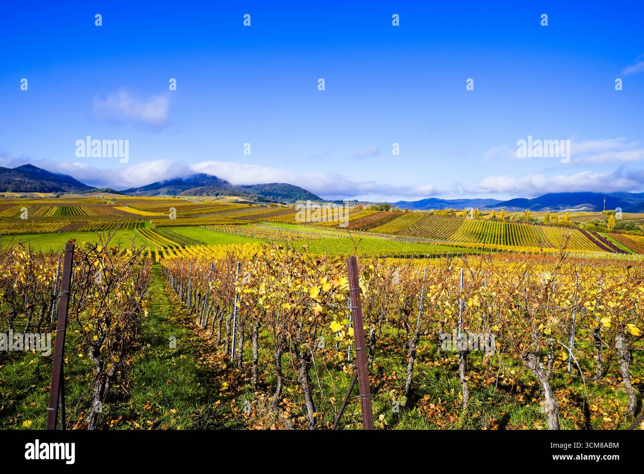 La plus belle vue sur le vignoble de 2020 dans le Palatinat. Un paysage avec des vignes près d'Ilbesheim. Nature le long de la Kleine Kalmit dans le Palatinat Banque D'Images