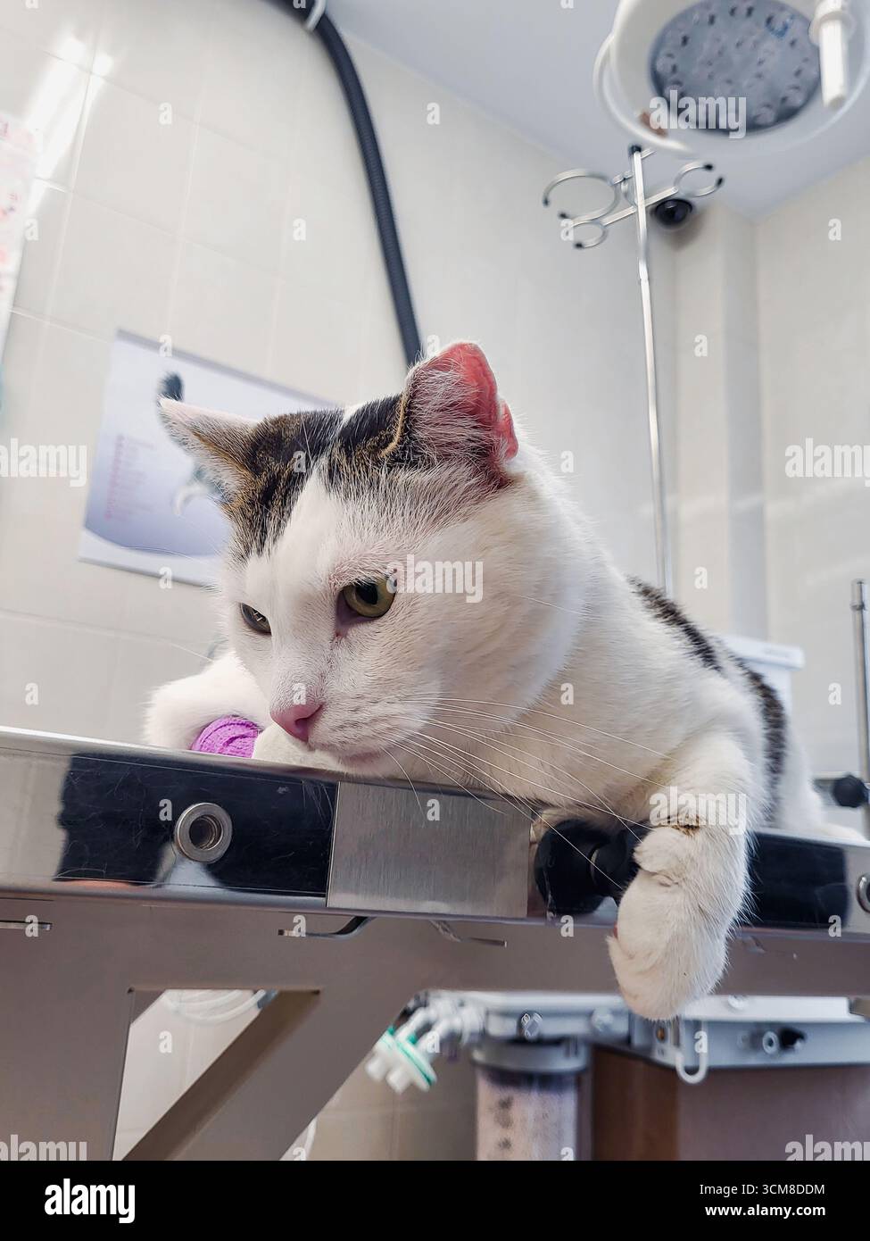 Chat blanc avec patte bandée à la clinique vétérinaire sur table de chirurgie Banque D'Images