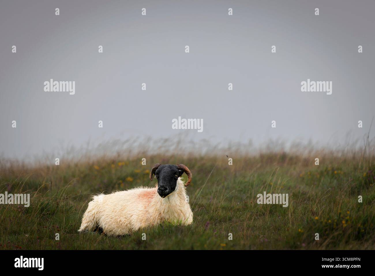 Mouton de Dartmoor un jour d'été brumeux à Dartmoor, Devon, Angleterre. Banque D'Images