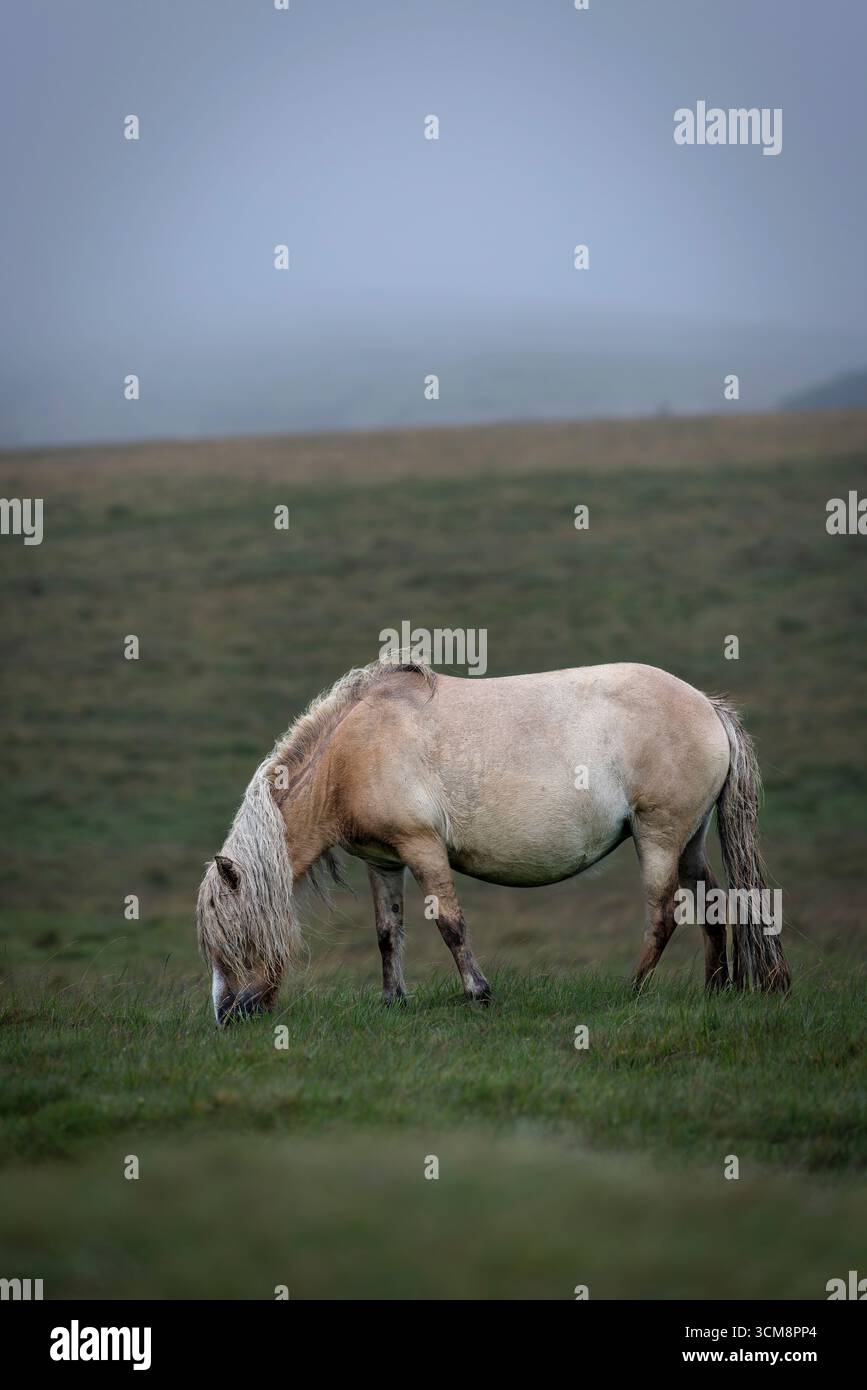 Poney Dartmoor pâturant un jour d'été brumeux à Dartmoor, Devon, Angleterre. Banque D'Images