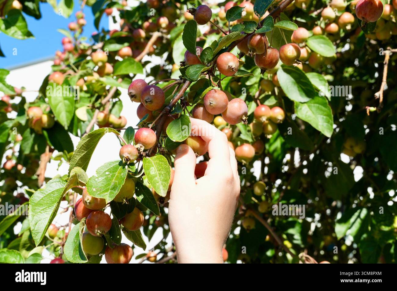 Femelle cueillant à la main des pommes mûres d'un arbre dans un verger. Banque D'Images