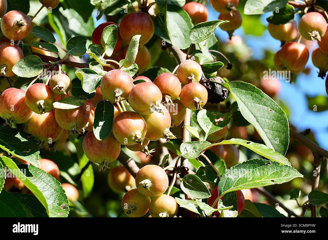 Pommes mûres sur une branche d'arbre dans un verger en automne Banque D'Images