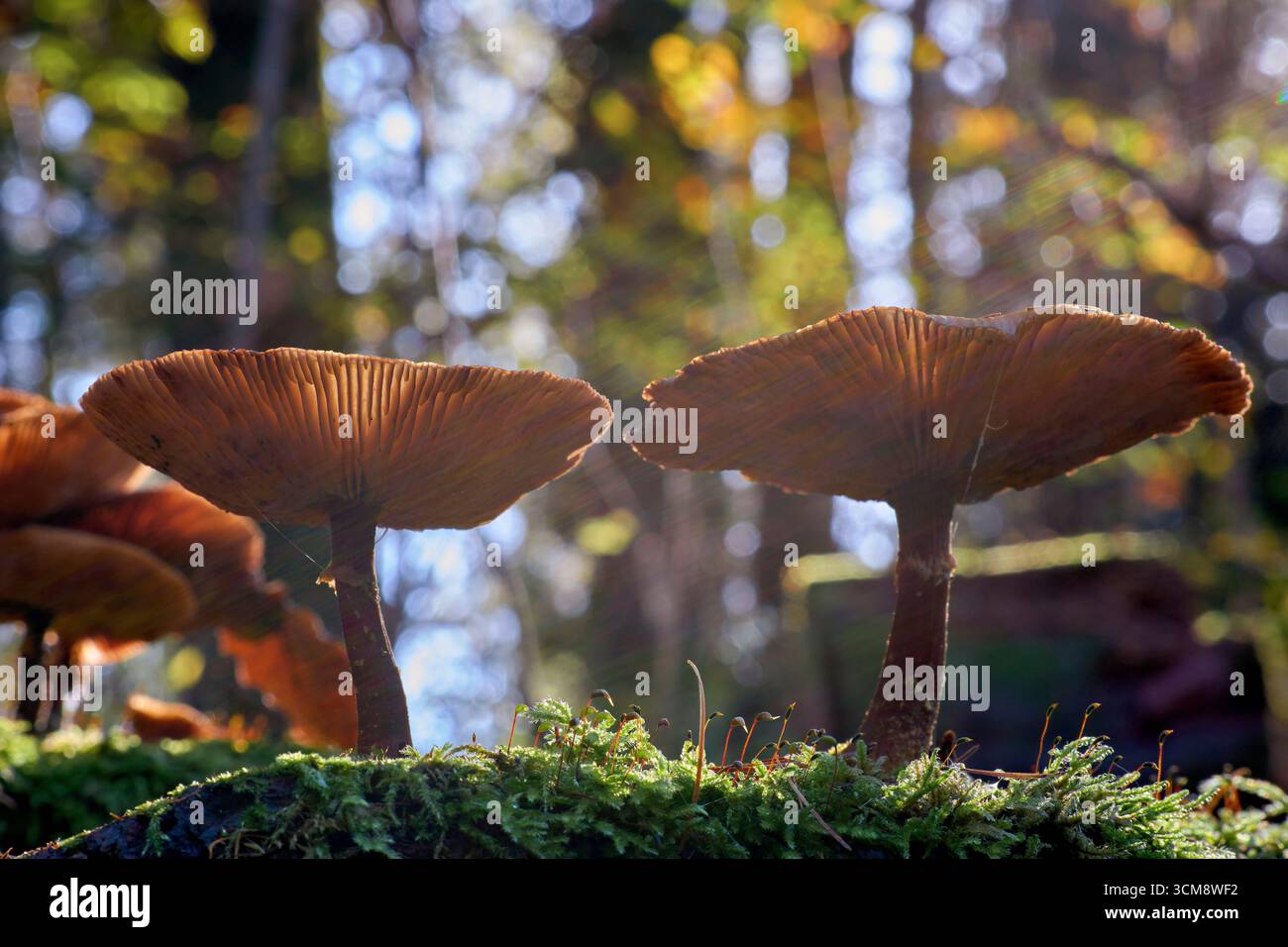 Champignon du miel foncé (Armillaria ostoyae) Banque D'Images