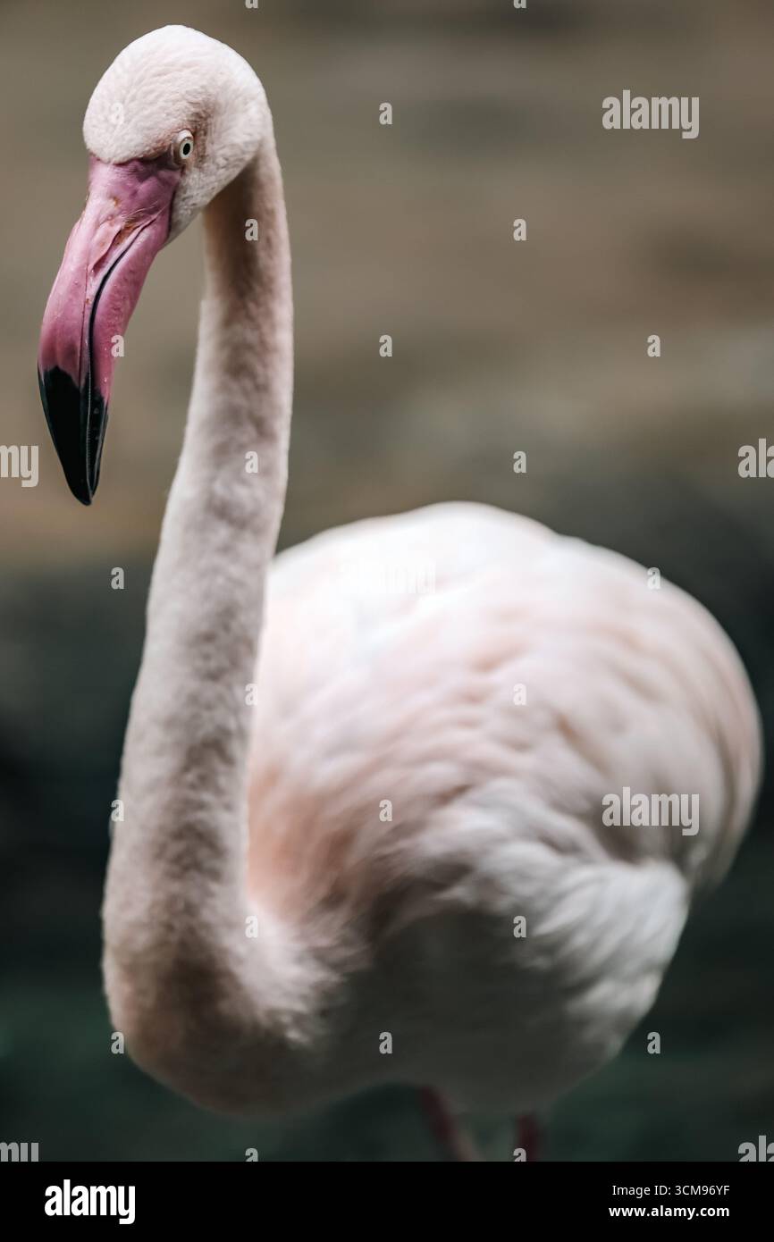 Gros plan d'un grand flamant rose (Phoenicopterus roseus) montrant un plumage rose éclatant, un bec courbé et des yeux frappants, soulignant la beauté exotique des oiseaux. Banque D'Images
