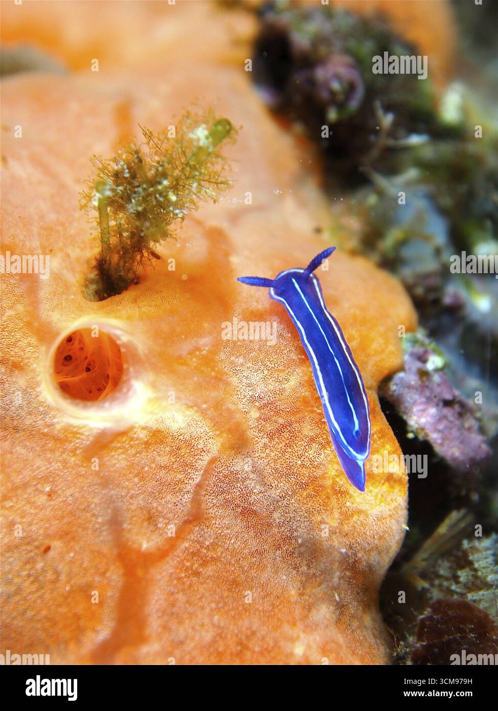 Petit escargot étoilé bleu (Felimare tricolor) sur une éponge de mer lumineuse. Site de plongée réserve marine Cap de Creus, Rosas, Costa Brava, Espagne, Méditerranée se Banque D'Images