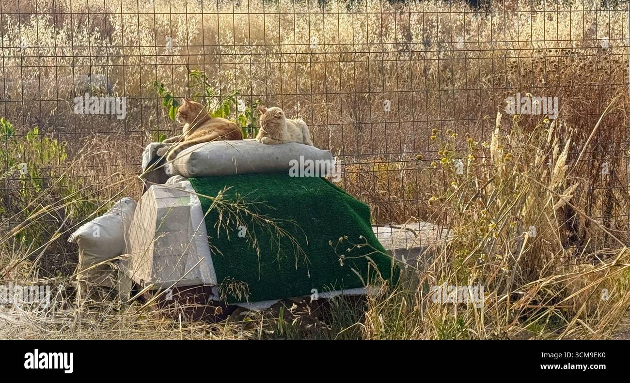 Chat sauvage errant en France Banque D'Images