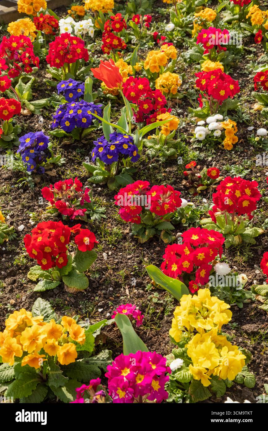 Angleterre, Sussex, East Sussex, Eastbourne, Seafront Carpet Gardens, lit fleuri coloré Banque D'Images