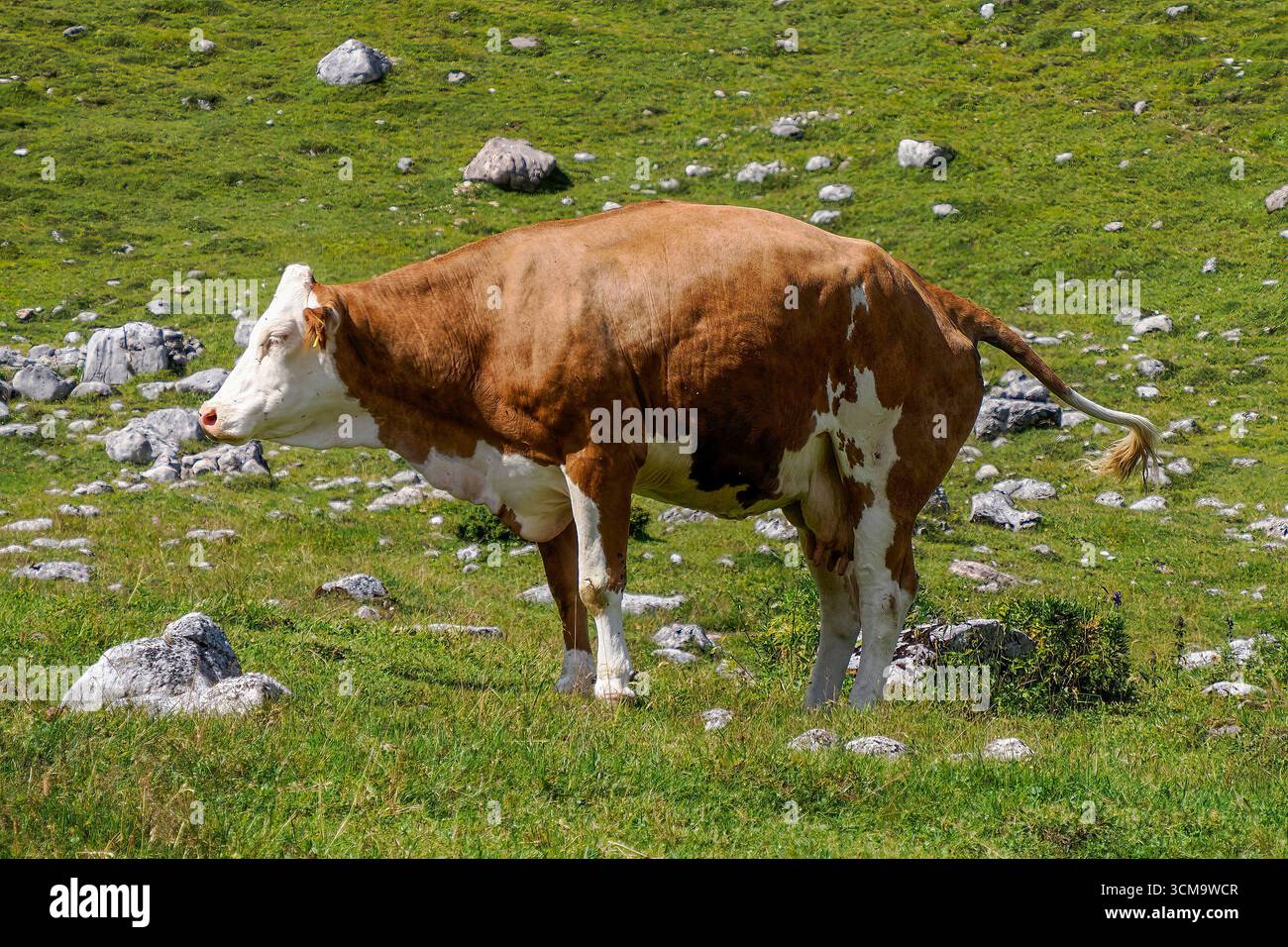 détail de vache alpine dans les montagnes des dolomites Banque D'Images