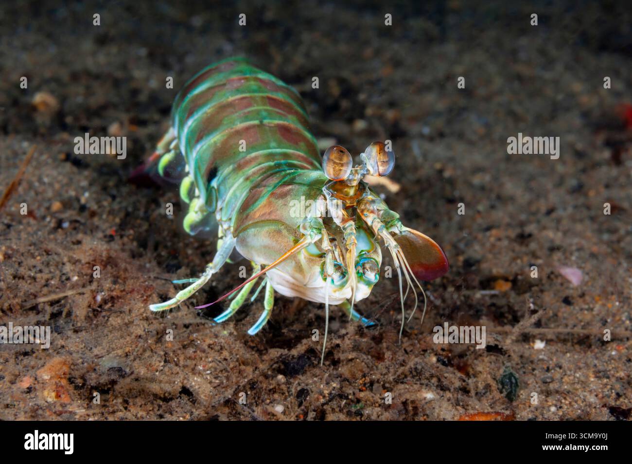 Crevette Odontodactylid Mantis pastel, crevette Keel Tail Mantis, Odontodactylus cultrifer, Mabini, Luçon, mer des Philippines, Philippines Banque D'Images