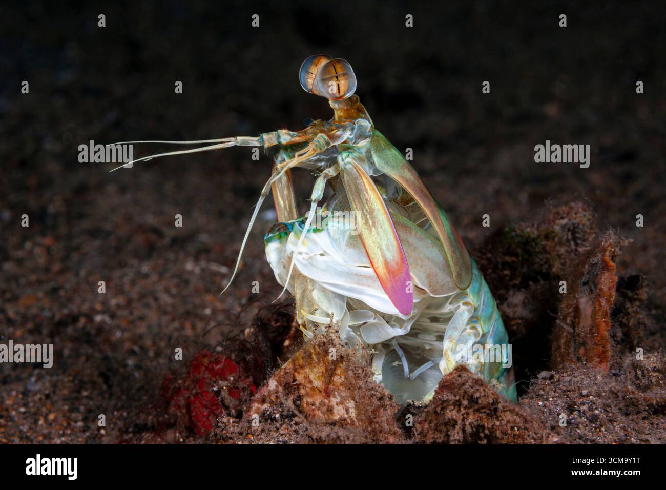 Crevette Odontodactylid Mantis pastel, crevette Keel Tail Mantis, Odontodactylus cultrifer, Mabini, Luçon, mer des Philippines, Philippines Banque D'Images