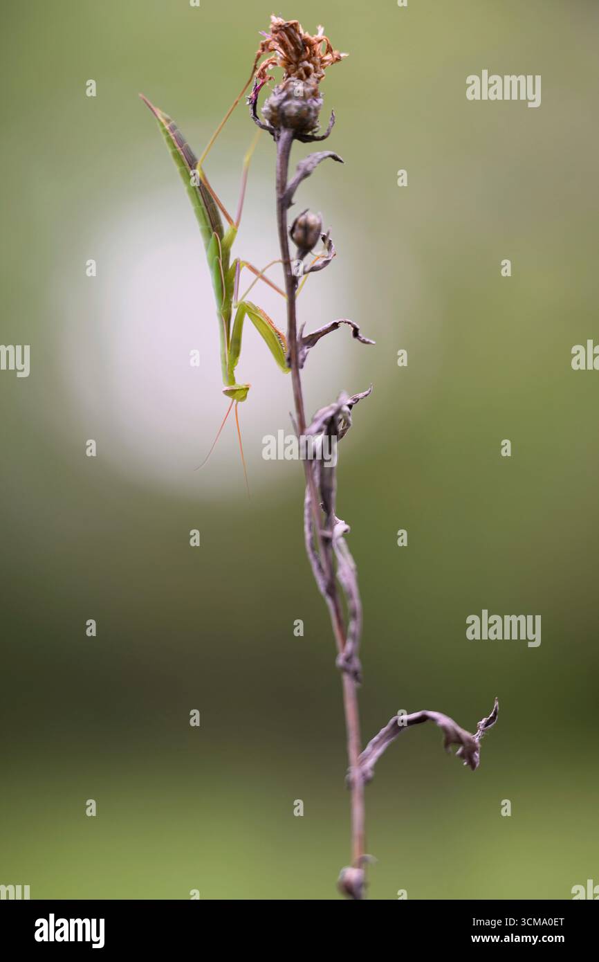 Mantis religiosa (Mantis religiosa), Mantis (Mantodea) Banque D'Images