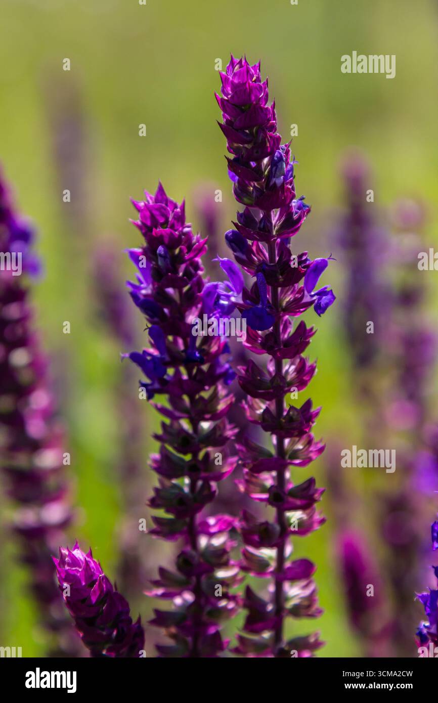 Salvia nemorosa, sauge forestière, belle couleur vive, fleurs bleu violet en fleurs, muscadine fleurs ornementales dans le jardin. Banque D'Images
