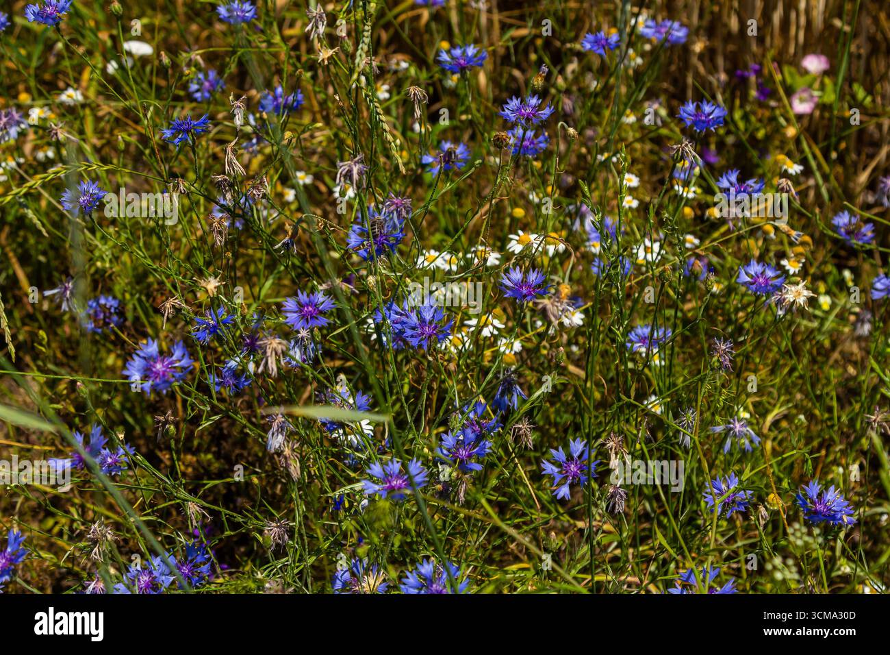 Centaurea cyanus est le bleuet commun dans nos champs. Banque D'Images