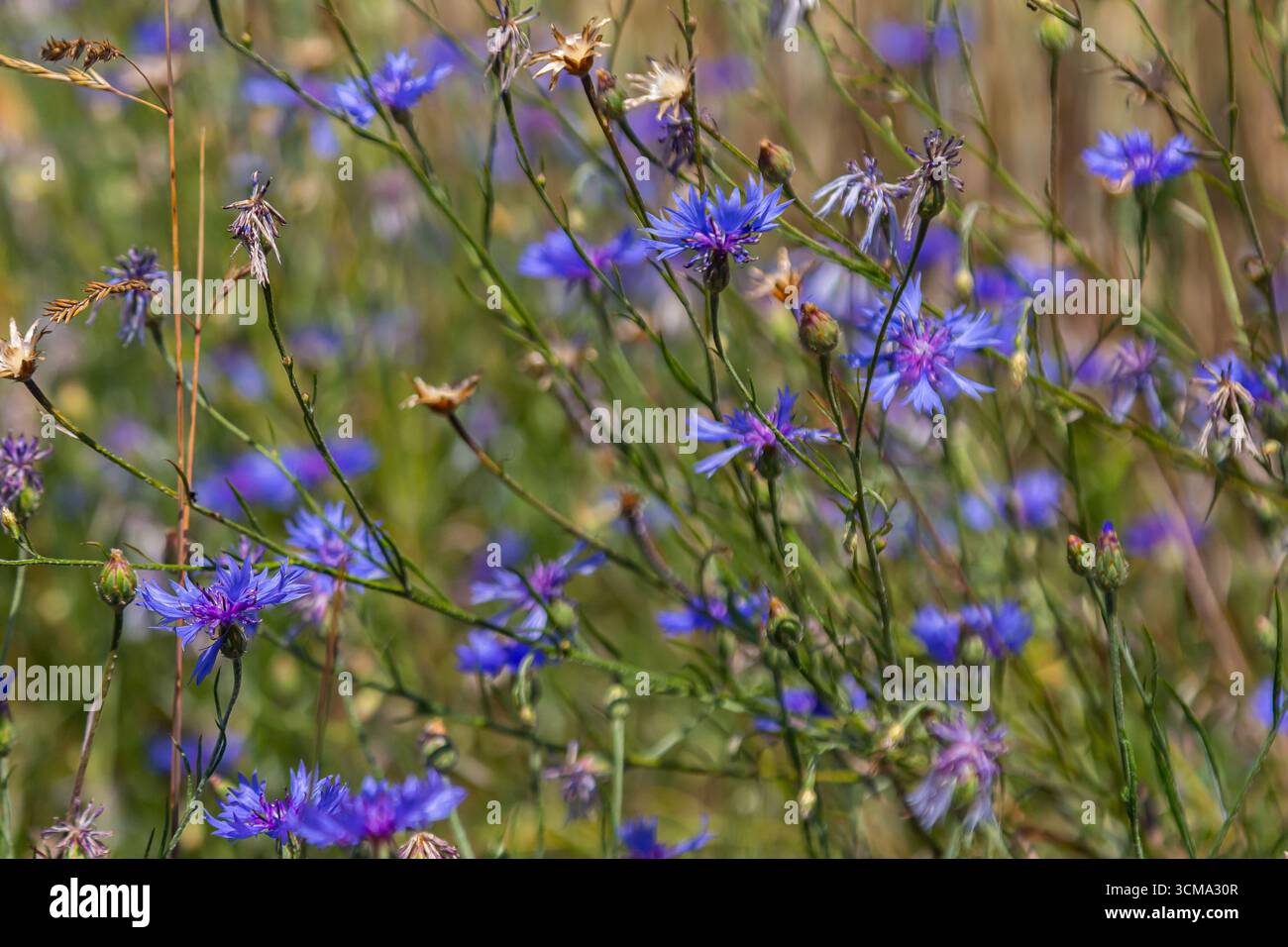 Centaurea cyanus est le bleuet commun dans nos champs. Banque D'Images