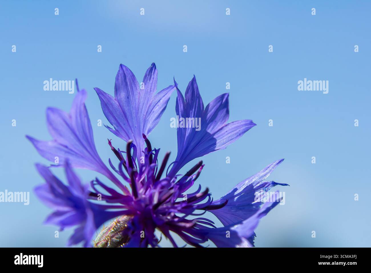 Centaurea cyanus est le bleuet commun dans nos champs. Banque D'Images