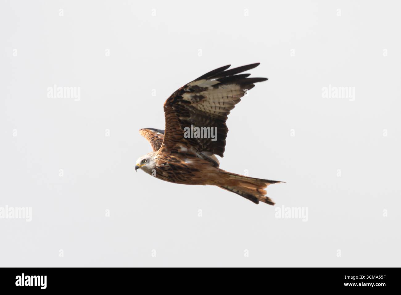 Cerf-volant rouge (Milvus milvus) en vol, Hampshire, Angleterre, Royaume-Uni. Oiseau de proie, espèce de rapaces Banque D'Images